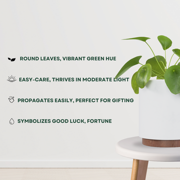 Pilea Peperomioides - Money plant